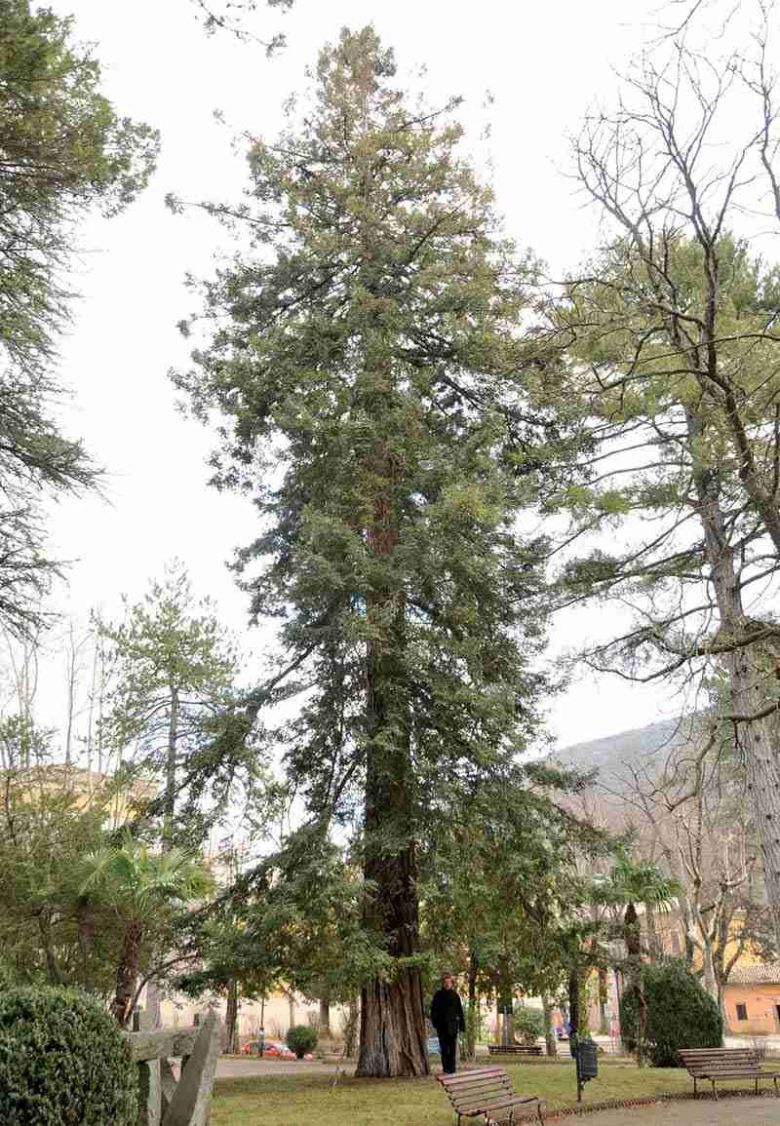 Sequoia di Spoleto