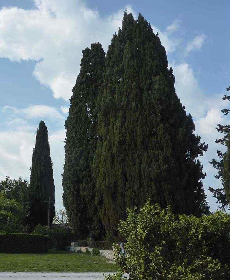 Cipressi di Villa Pianciani