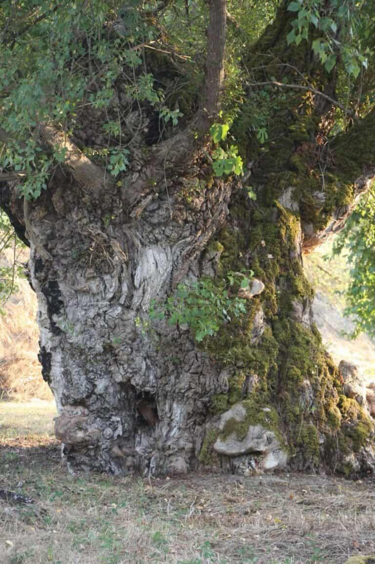 Pioppo di San Francesco