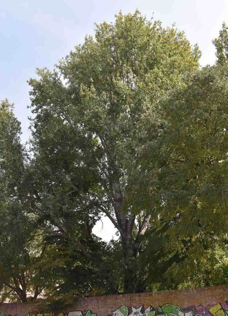 Pioppo Palazzo dei Diamanti