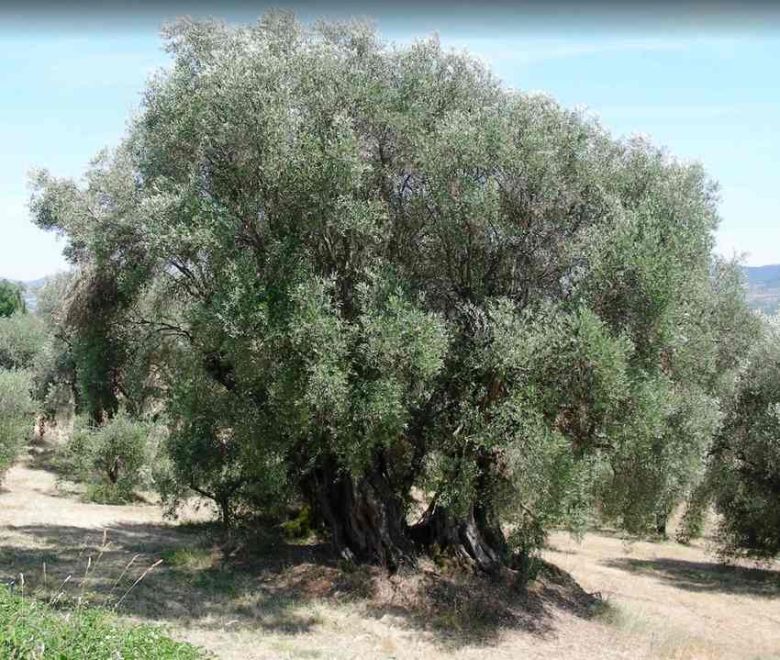 Olivo di Villastrada