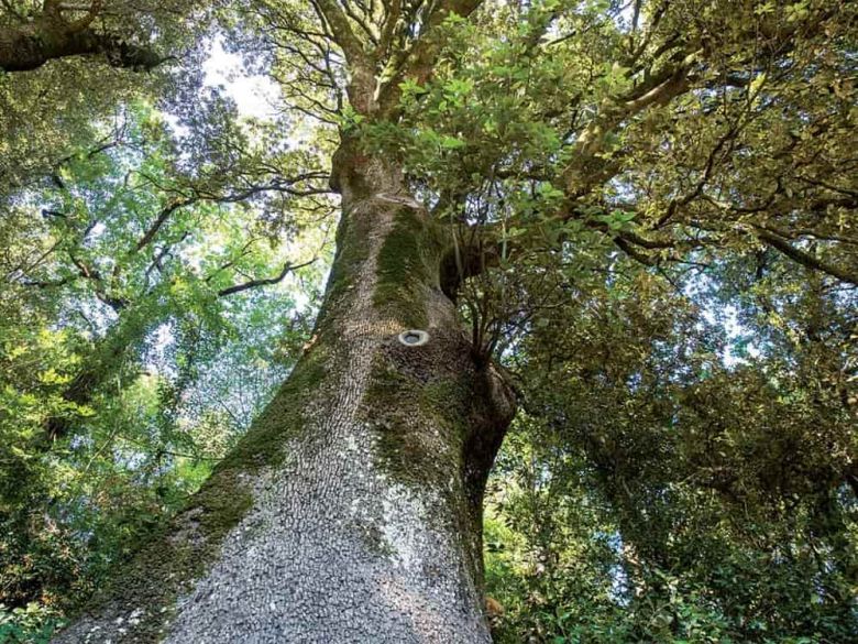 Leccio Eremo delle Carceri