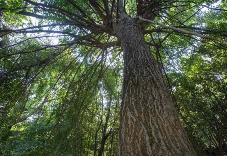 Ginkgo di Villa Sciarra