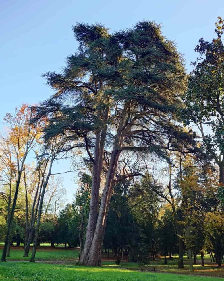 Cedro monumentale di Villa Reale