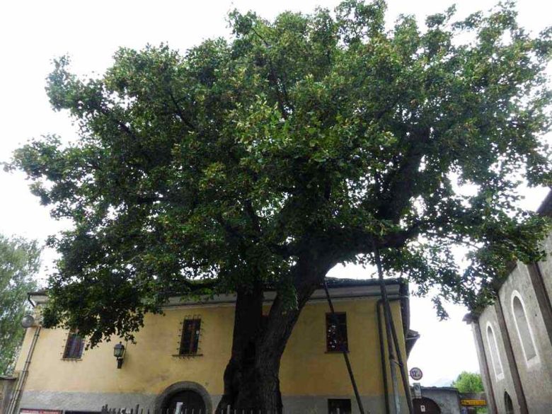 Tiglio di Sant’Orso
