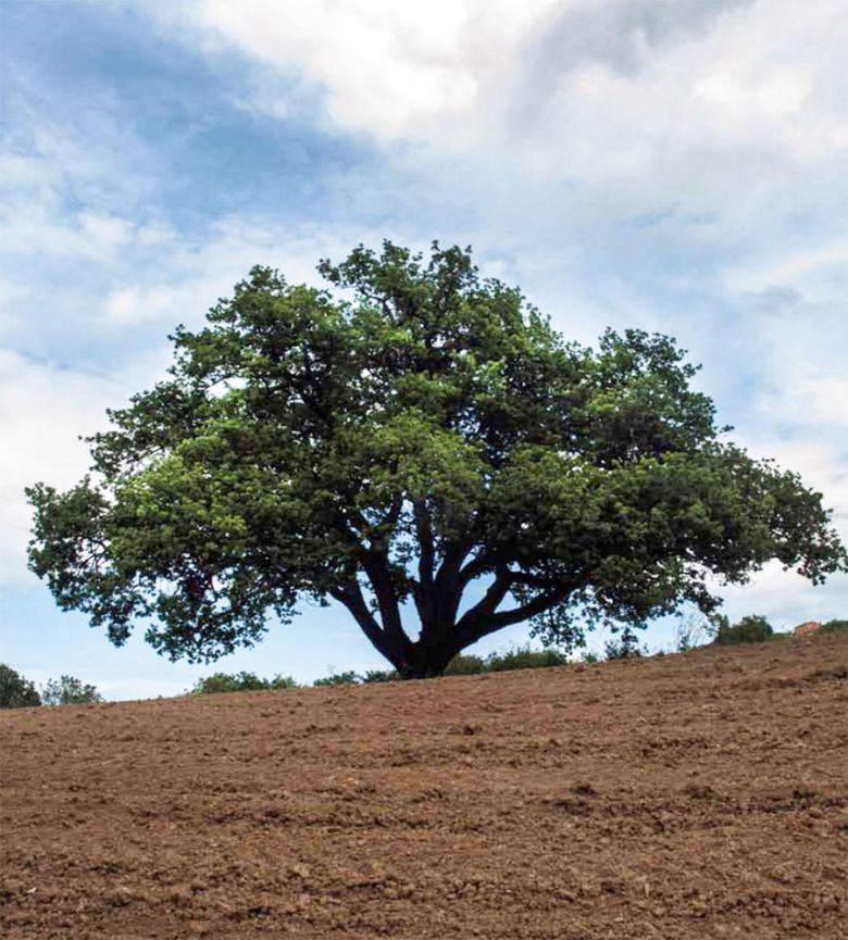 Roverella di Acquasanta