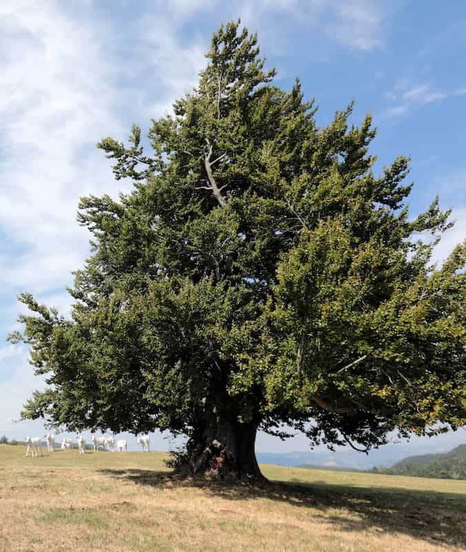 Faggio di Sant'Alberico
