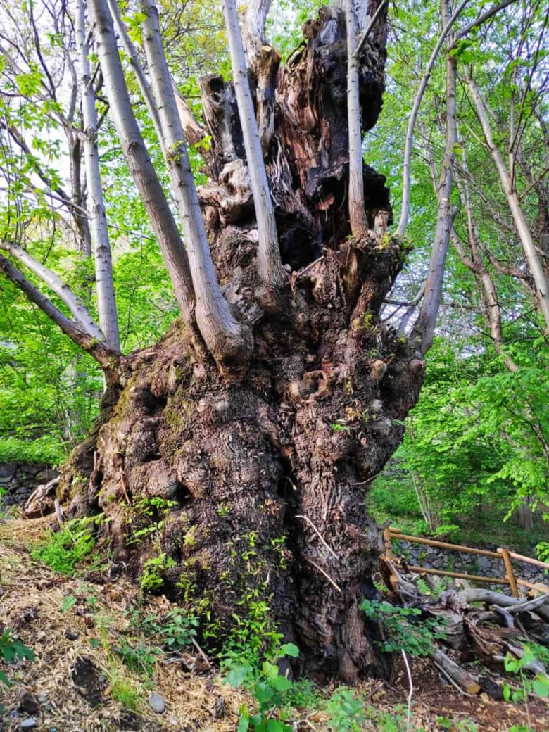 Castagno di Bedignolo