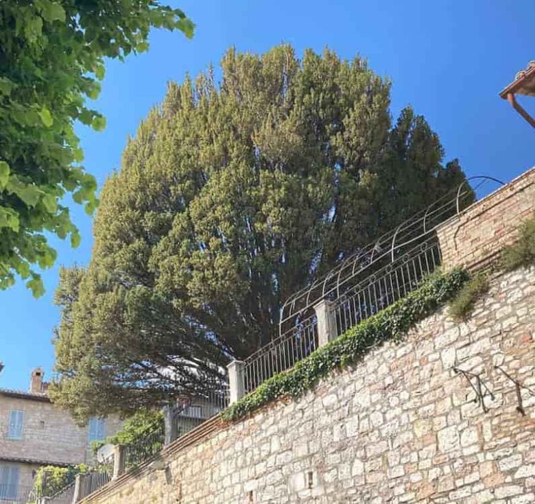 Tasso del conte Pucci