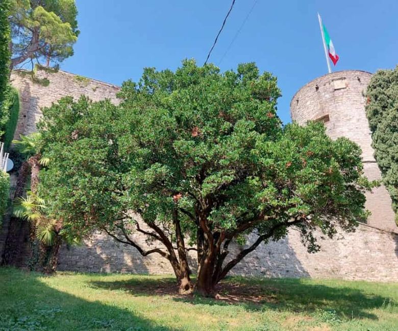 Corbezzolo Parco della Rocca
