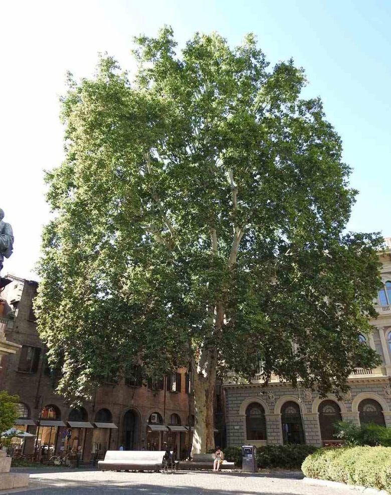 Platano di Piazza Minghetti