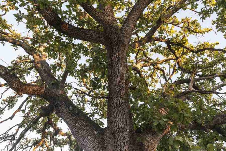 Roverella di Scorrano