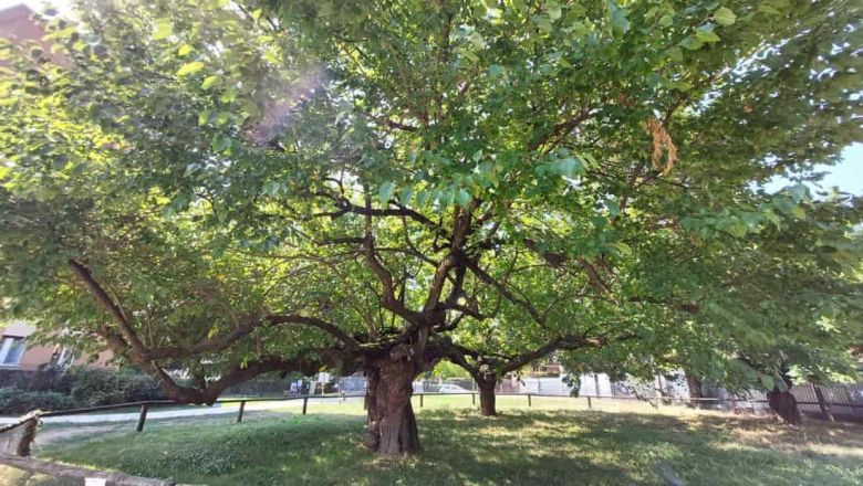 Gelsi Giardino Paul Harris