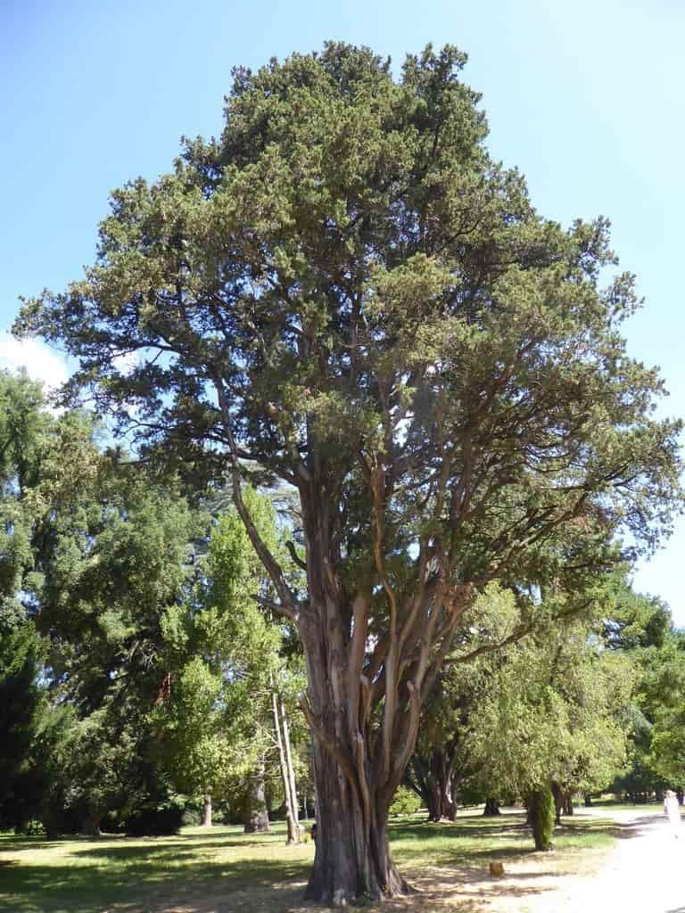 Cipresso della Reggia