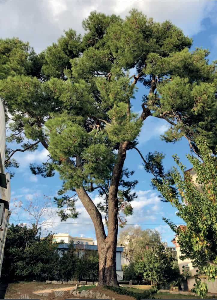 Pino d’Aleppo di Villa Sbisà