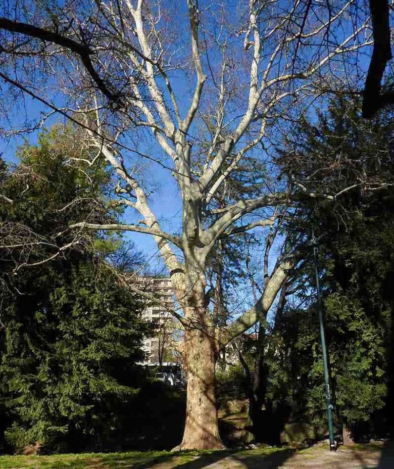 Platano Giardini Montanelli