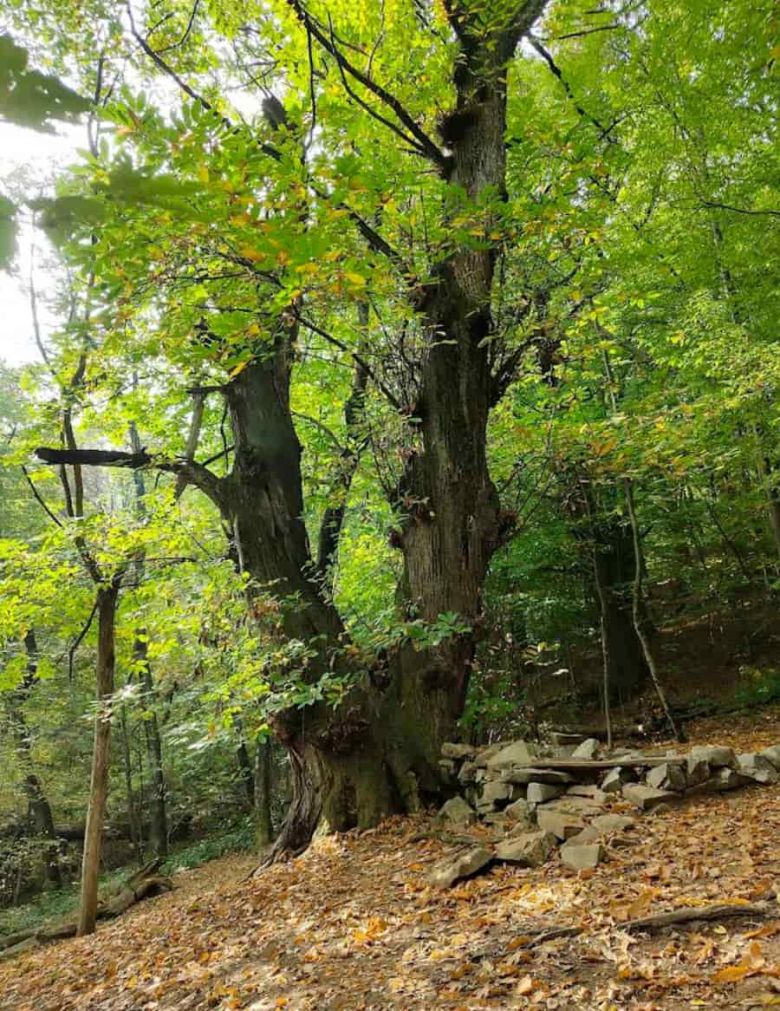 Castagno di Pegliano