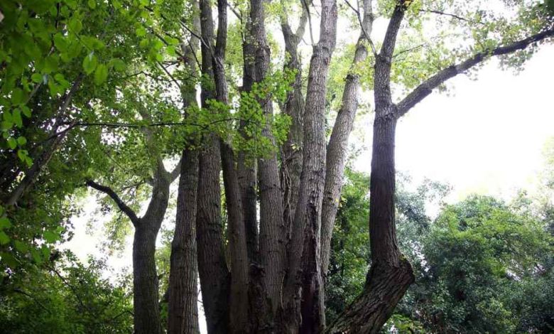 Pioppo Nero del Pantaleone