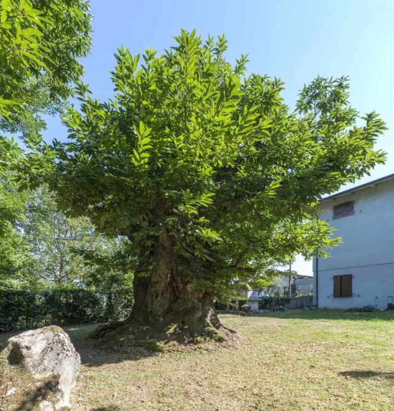 Castagno di Monteombraro