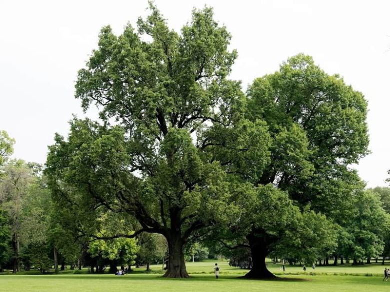 Querce gemelle di Villa Reale