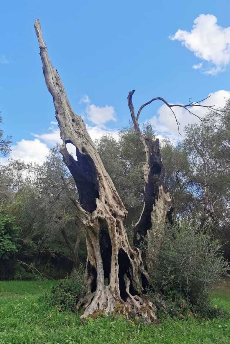 Olivone di Fibbianello