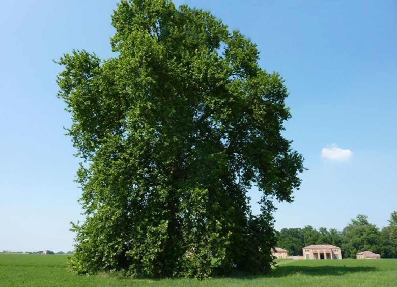 Platano di via Catena