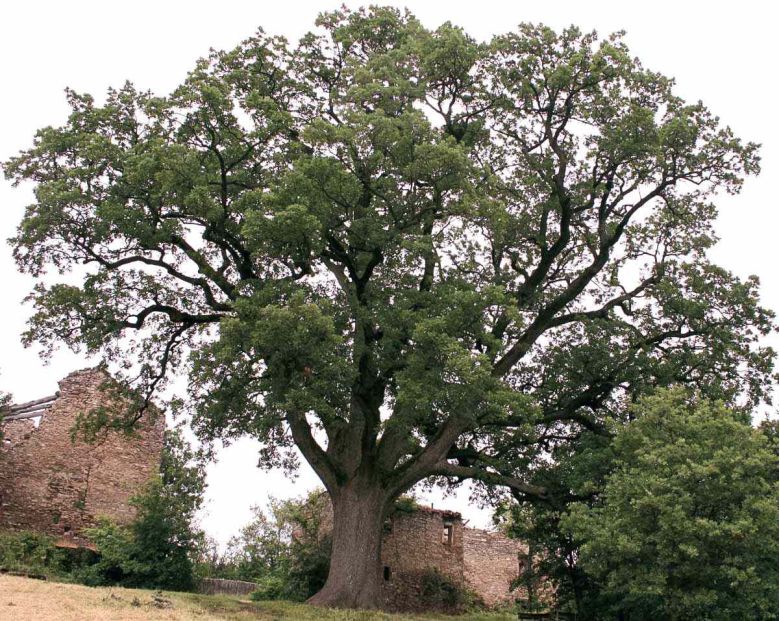 Quercia 100 rami