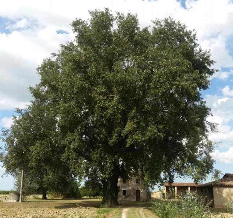 Pioppo Bianco di Faenza