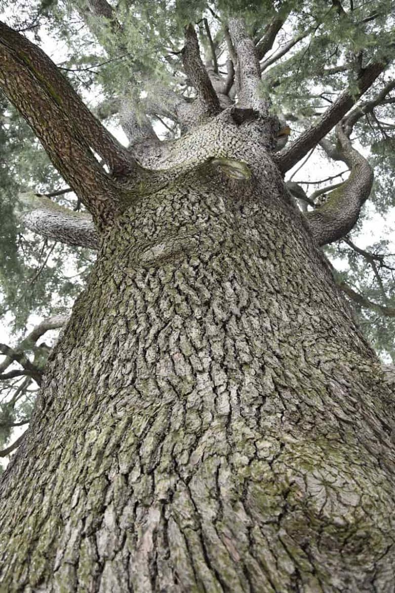Cedro di Villa del Grumello