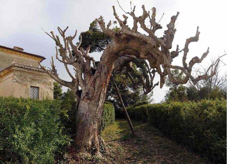 Orno di Villa Pianciani