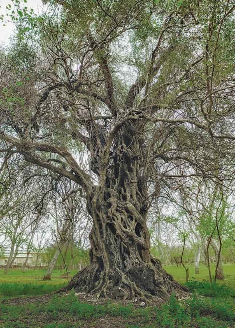 Olivo di Cicciano