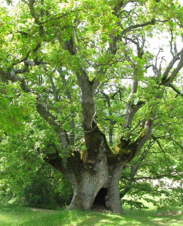 Quercia di Barete "La Cacatora"