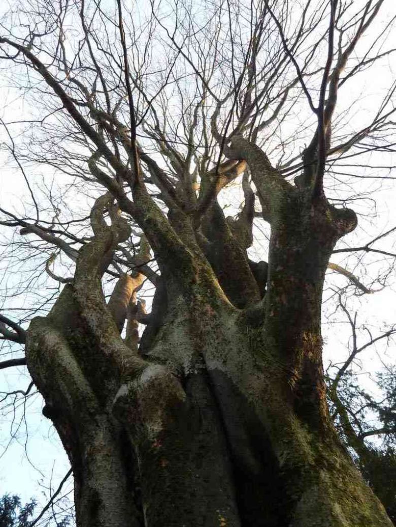 Zelkova di Villa Guiccioli