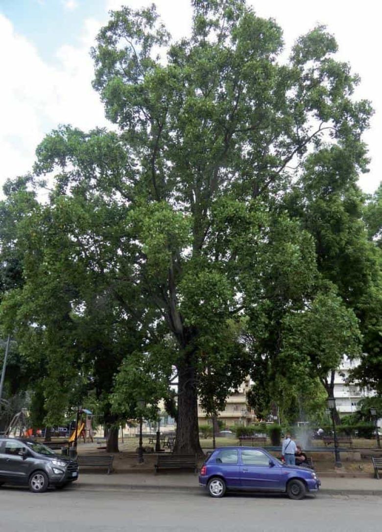 Albero dei tulipani di Piazza Pitesti