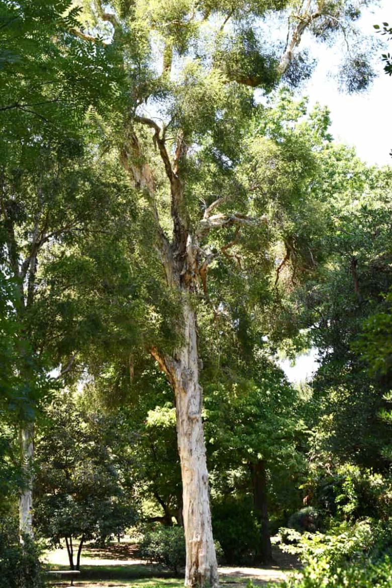Melaleuca del Re