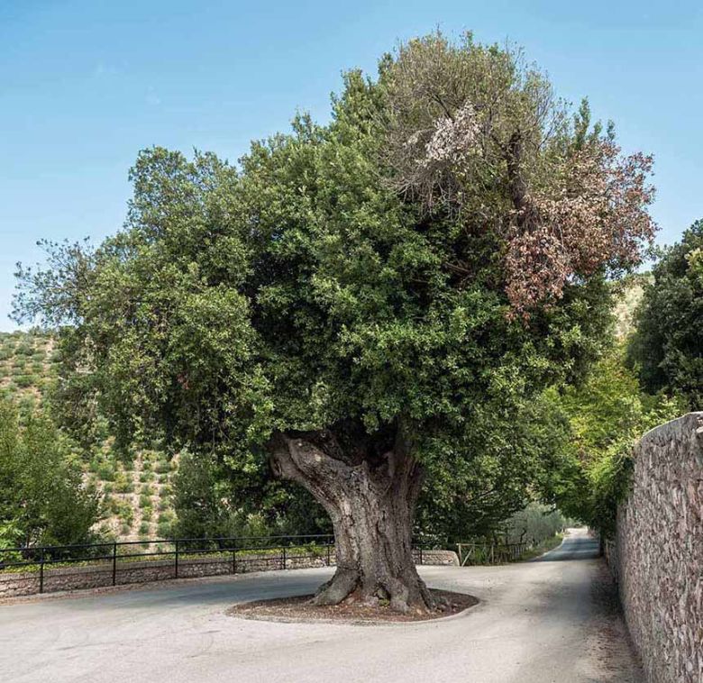 Leccio dei Cappuccini