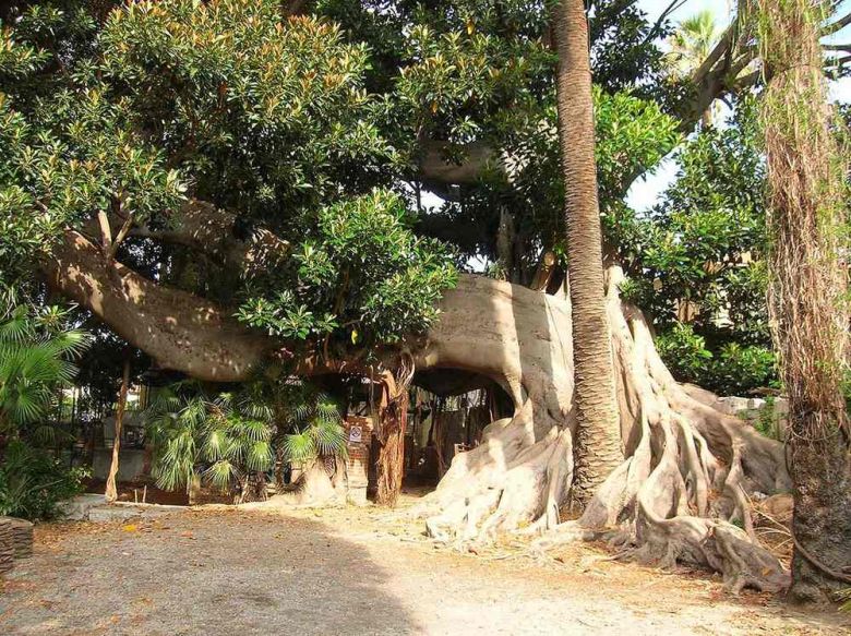 Ficus del museo Bicknell