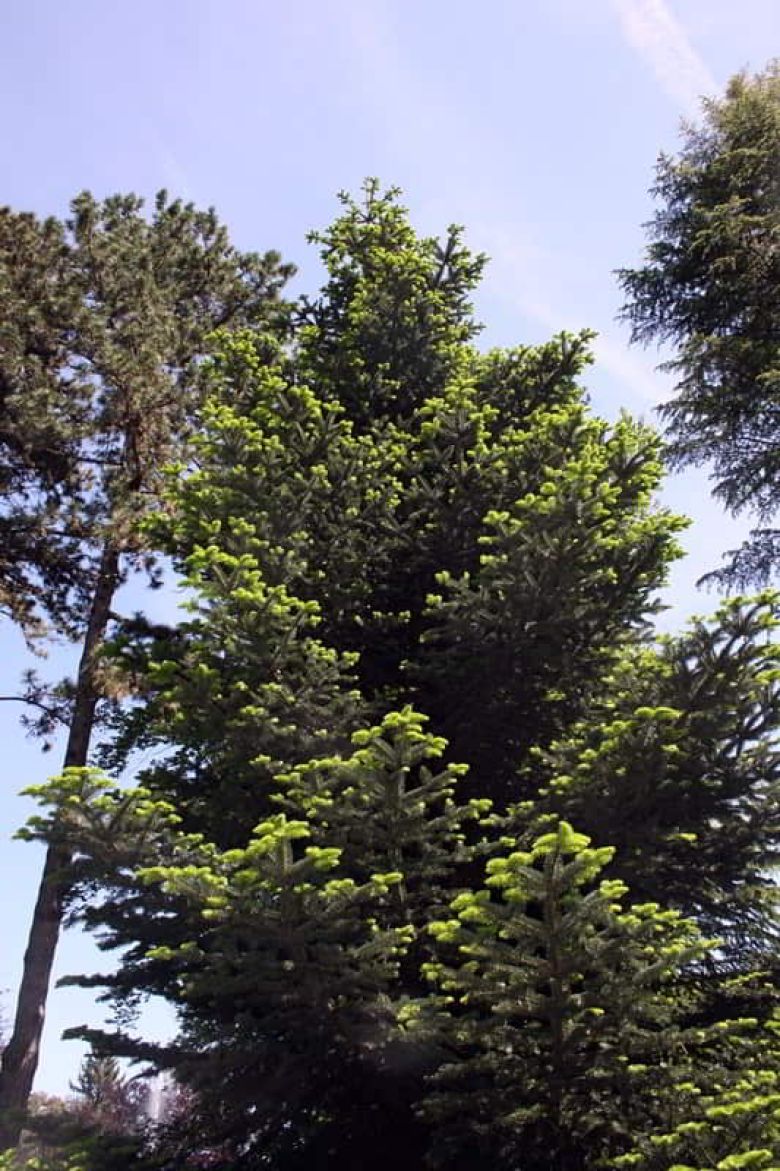 Cedro Atlantico di Villa Toeplitz