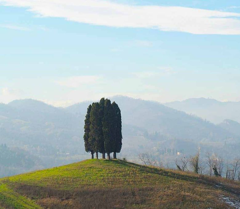 Cipressi di Pianoro