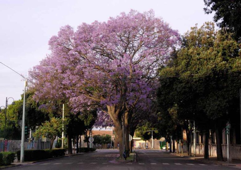 Jacaranda di Cagliari