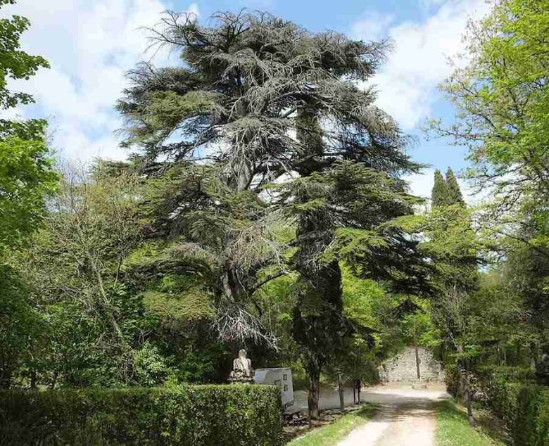 Cedro del Monte Corona