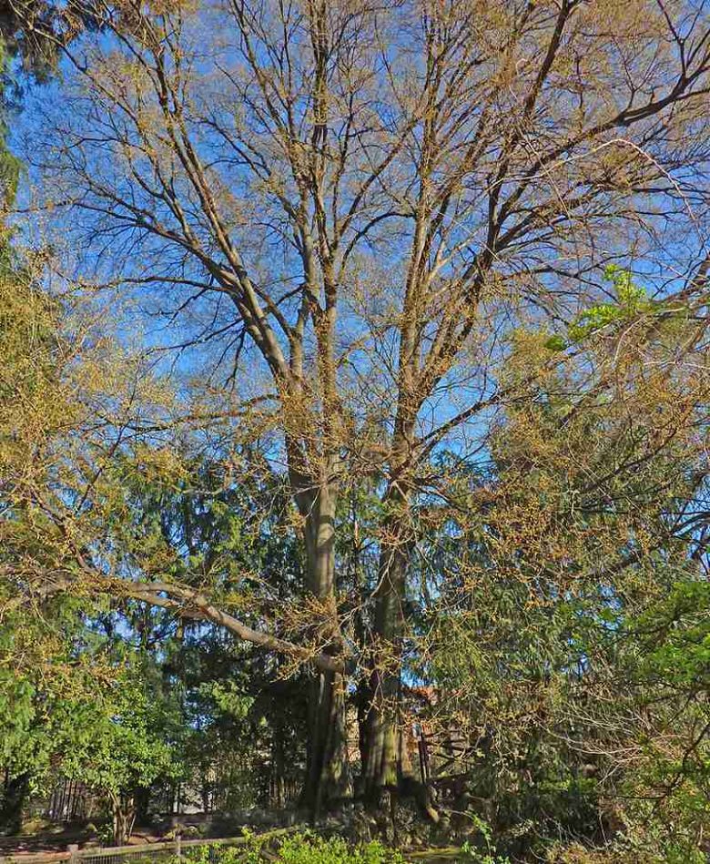 Cipresso Giardini Montanelli