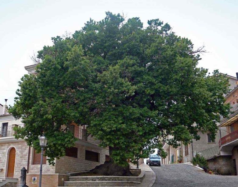 Quercia di San Luca