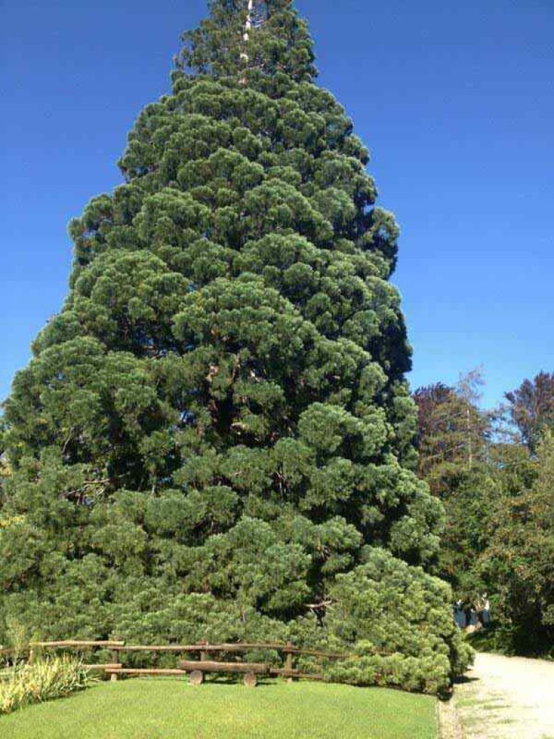 Sequoia di Chatillon
