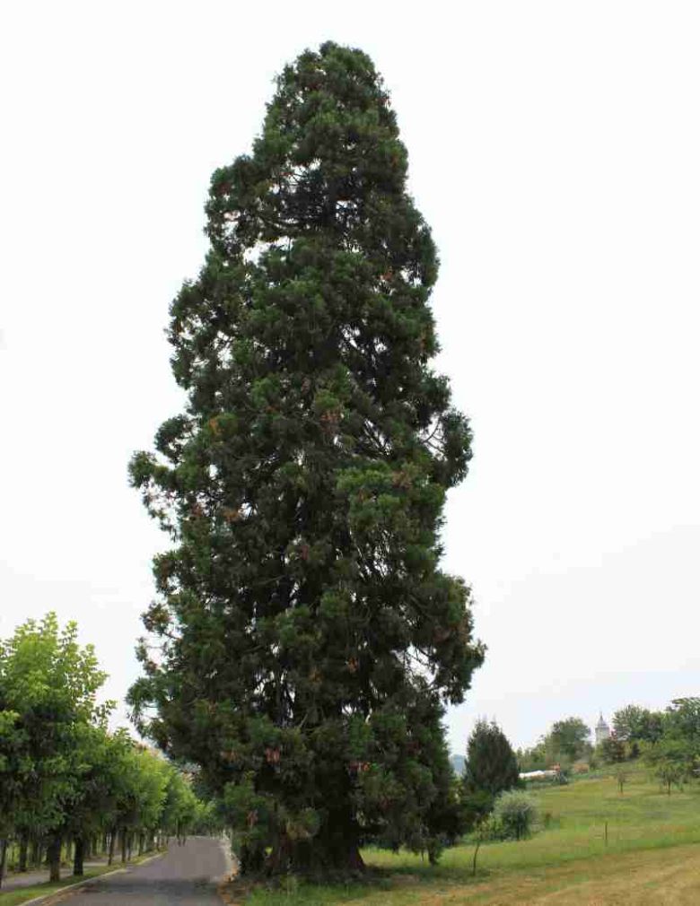 Sequoia di Vicoforte