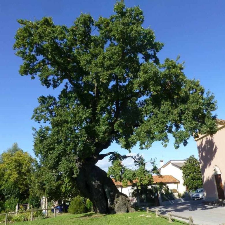 Quercia di Fossalta