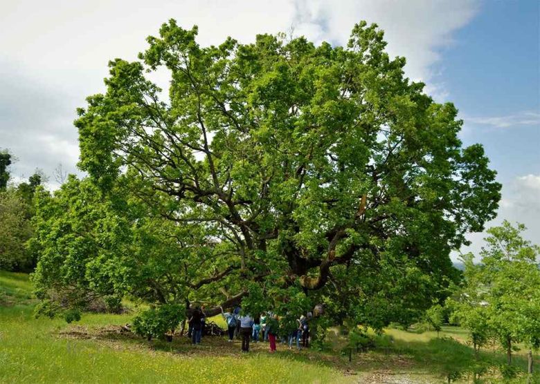 Quercia di Castellone