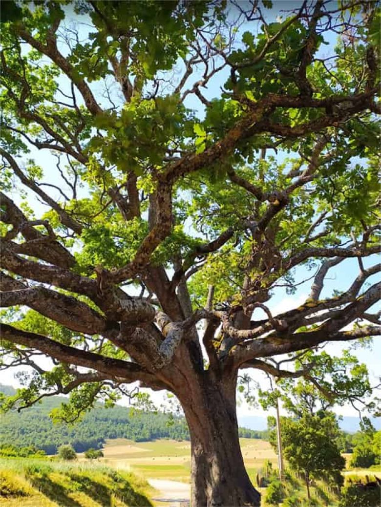 Quercia di Nottoria