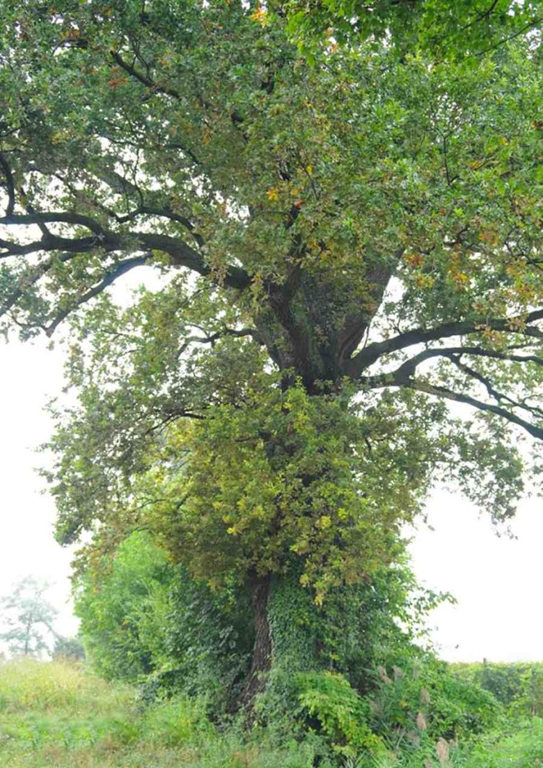 Quercia di Villa Wiel