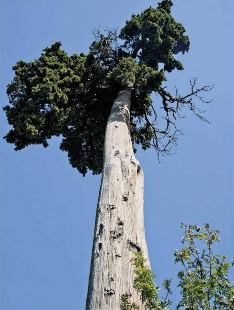 Cipresso di Sant’Antonio della Pace